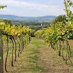 Szilva Es Dio Preshaz