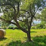 Szilva Es Dio Preshaz Raposka