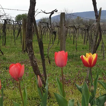 Szilva Es Dio Preshaz Raposka