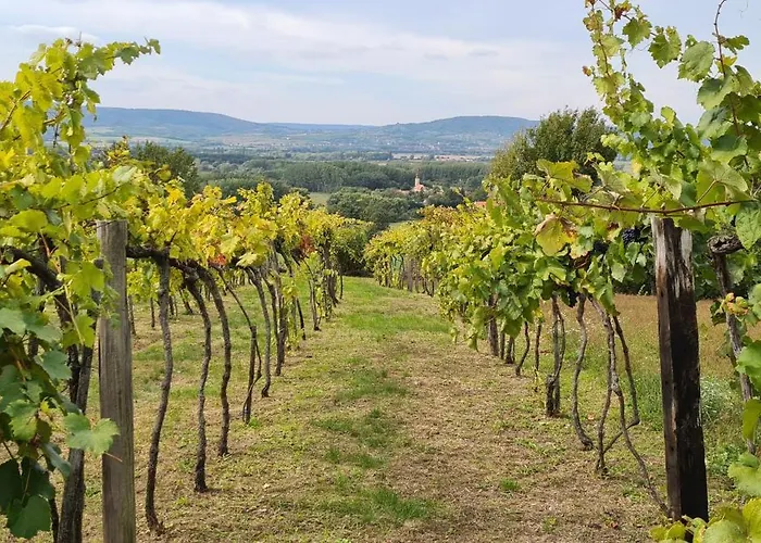 Szilva Es Dio Preshaz