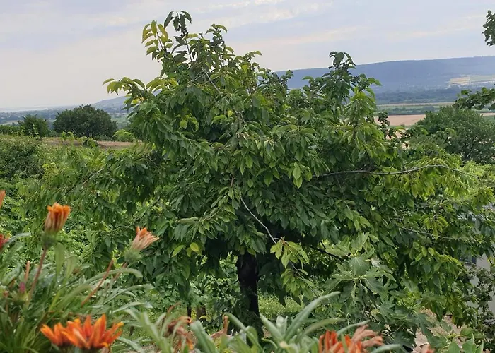 Szilva Es Dio Preshaz *